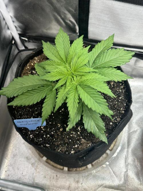 Humboldt Trainwreck x Pistachio. Week 3