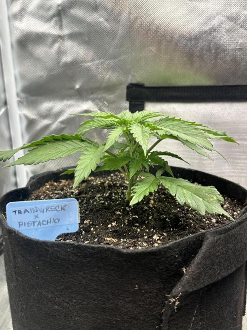 Humboldt Trainwreck x Pistachio. Week 3