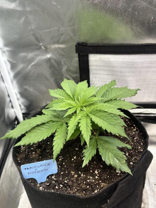Humboldt Trainwreck x Pistachio. Week 3
