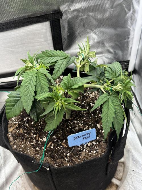 Hey Jealousy. Week 6