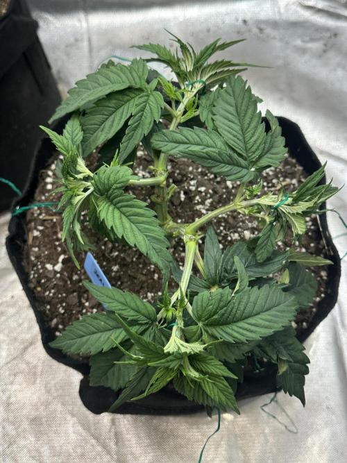Hey Jealousy. Week 6