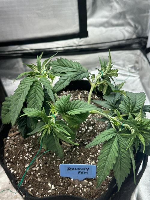 Hey Jealousy. Week 6