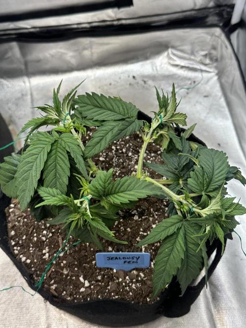 Hey Jealousy. Week 6