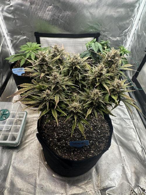 Blimburn Tangie Automatic. Week 12