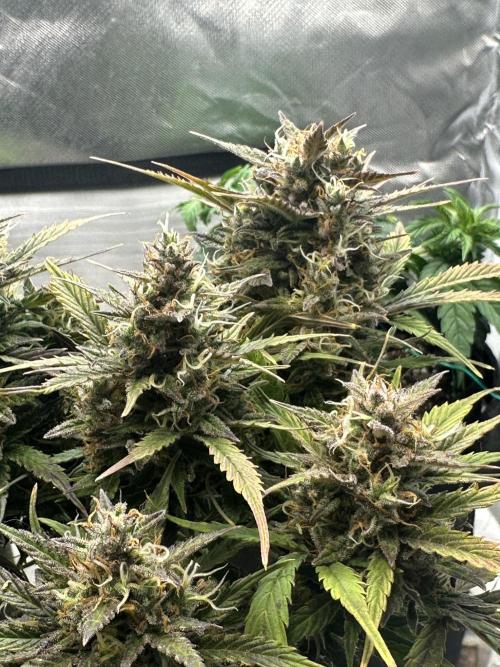 Blimburn Tangie Automatic. Week 12