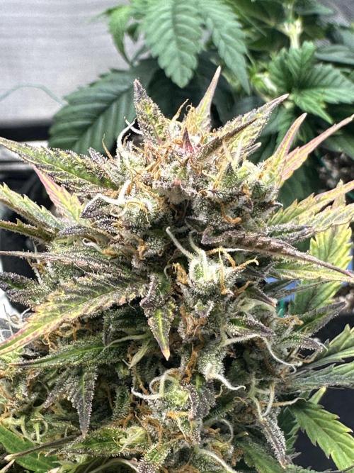 Blimburn Tangie Automatic. Week 12