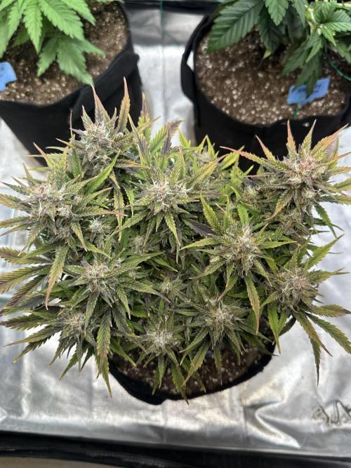 Blimburn Tangie Automatic. Week 12