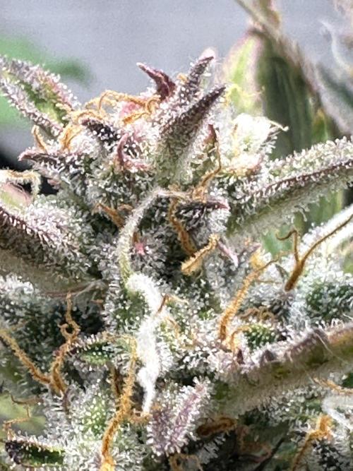 Blimburn Tangie Automatic. Week 12