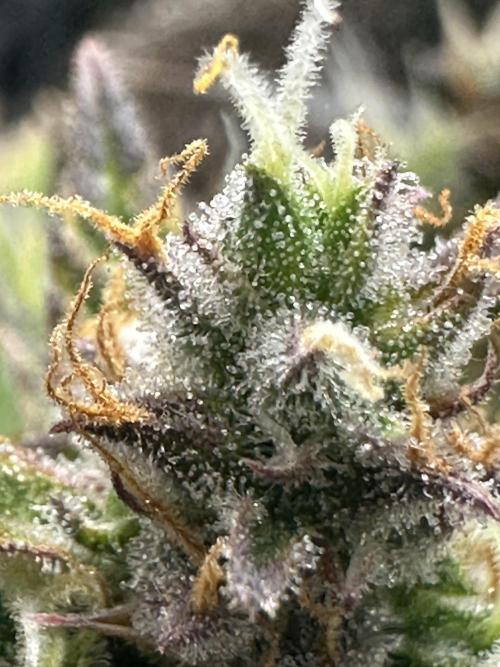 Blimburn Tangie Automatic. Week 12