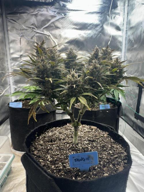 Blimburn Tangie Automatic. Week 12