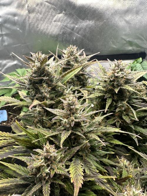 Tangie auto. Week 12