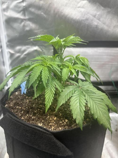 Humboldt Trainwreck x Pistachio. Week 4