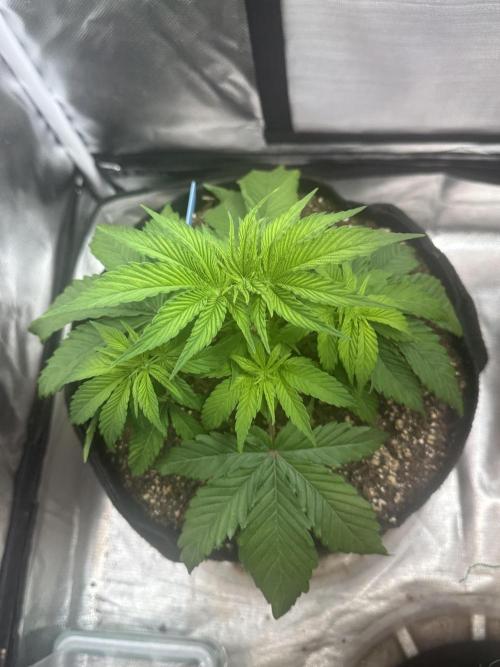 Humboldt Trainwreck x Pistachio. Week 4