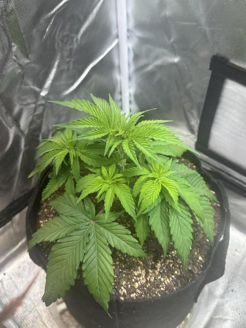 Humboldt Trainwreck x Pistachio. Week 4