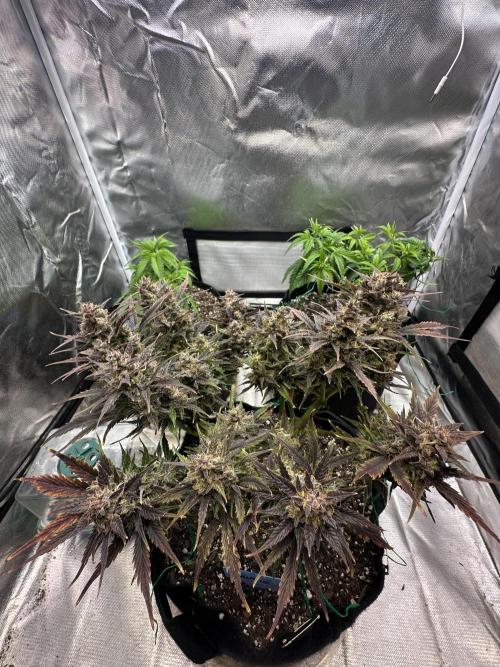 Blimburn Tangie Automatic. Week 13