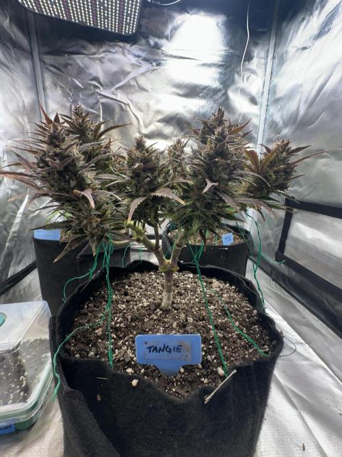 Blimburn Tangie Automatic. Week 13