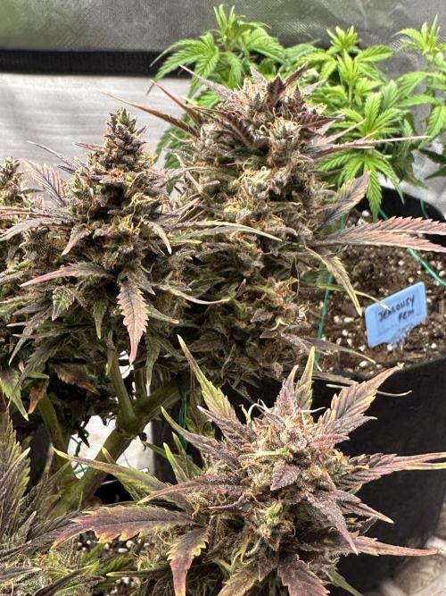 Blimburn Tangie Automatic. Week 13