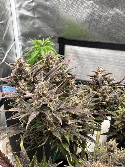 Blimburn Tangie Automatic. Week 13