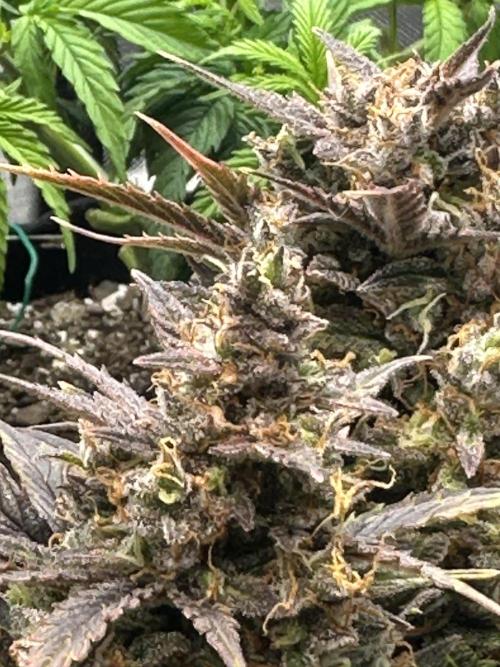Blimburn Tangie Automatic. Week 13