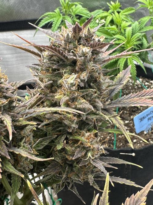 Blimburn Tangie Automatic. Week 13