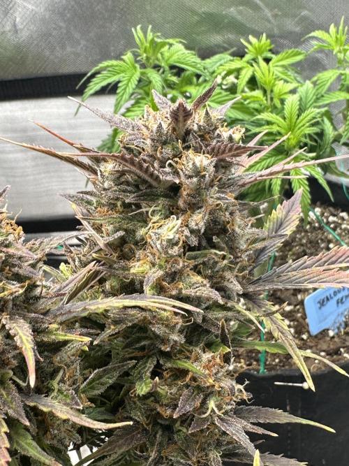 Blimburn Tangie Automatic. Week 13