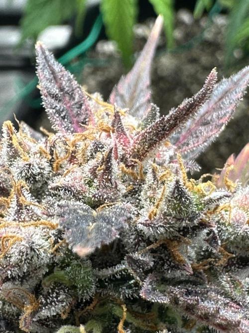 Blimburn Tangie Automatic. Week 13
