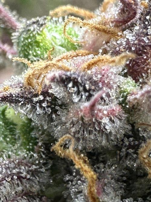 Tangie auto. Week 13