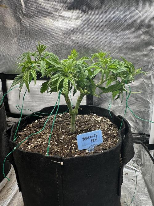 Hey Jealousy. Week 7