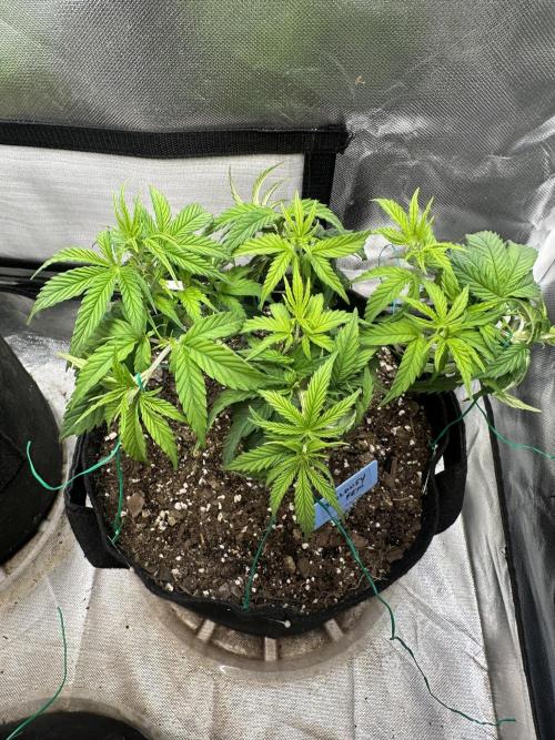 Hey Jealousy. Week 7