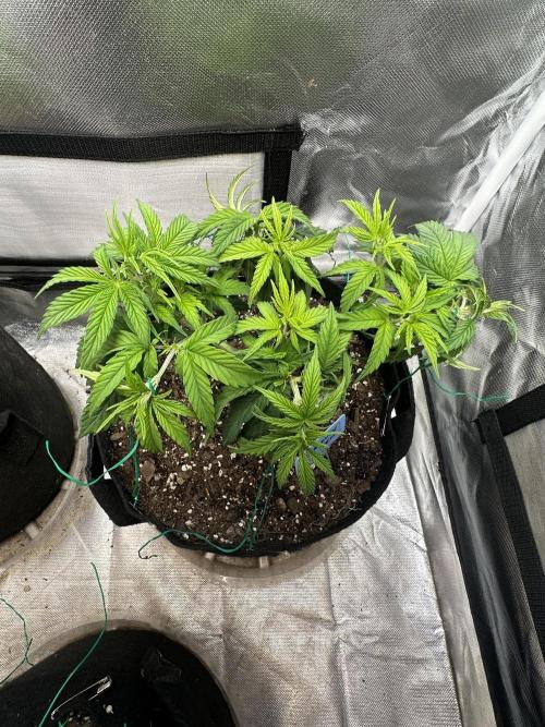Hey Jealousy. Week 7