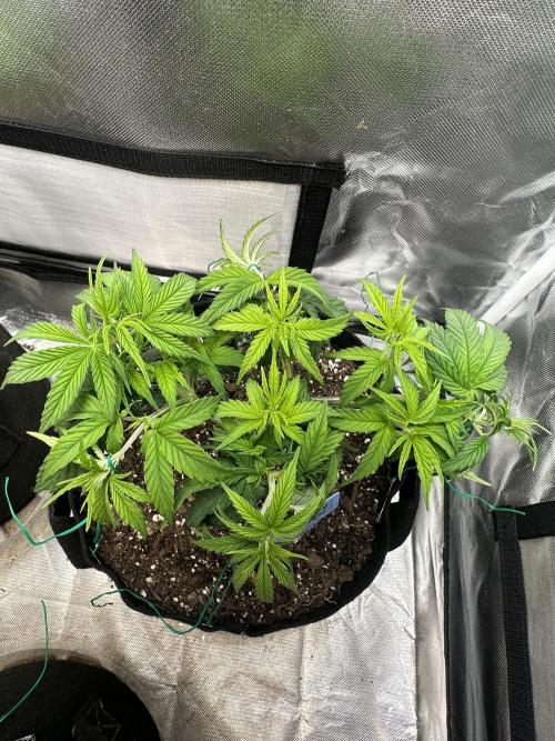 Hey Jealousy. Week 7