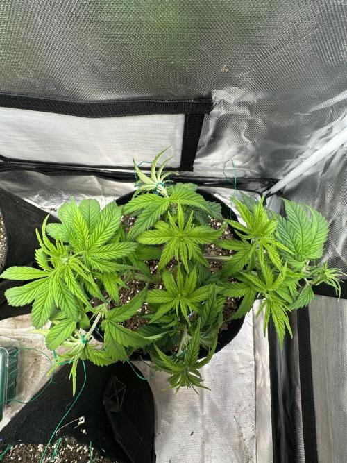 Hey Jealousy. Week 7