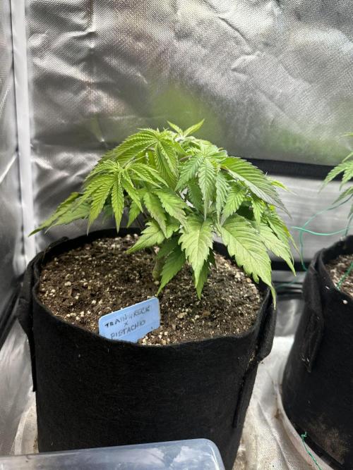 Humboldt Trainwreck x Pistachio. Week 5