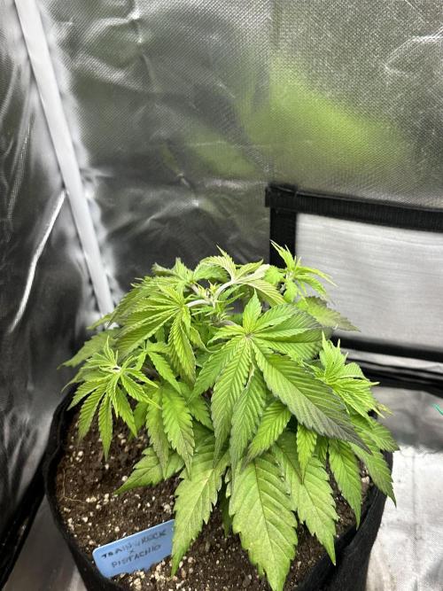 Humboldt Trainwreck x Pistachio. Week 5