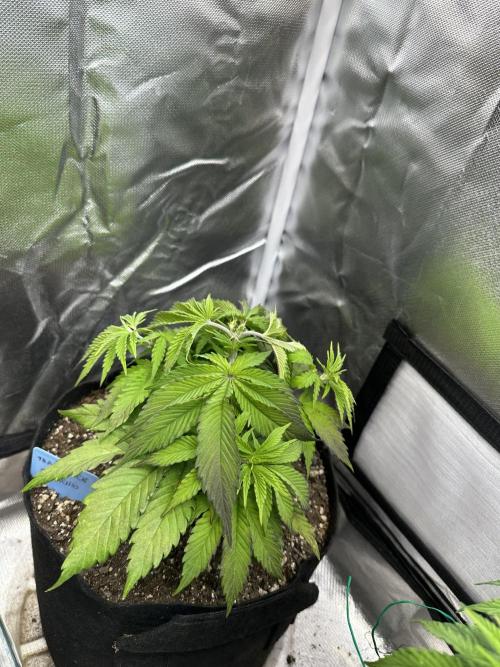 Humboldt Trainwreck x Pistachio. Week 5