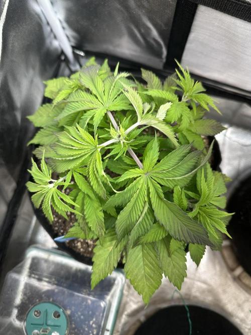 Humboldt Trainwreck x Pistachio. Week 5