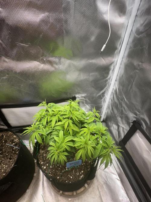 Hey Jealousy. Week 8