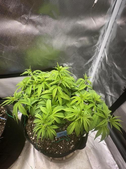 Hey Jealousy. Week 8