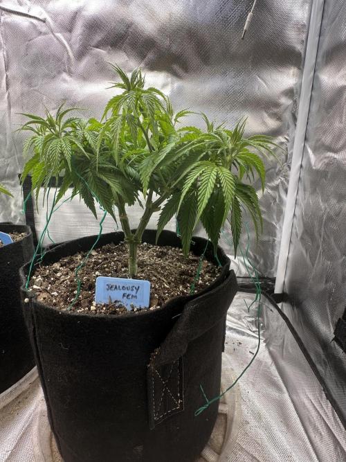 Hey Jealousy. Week 8