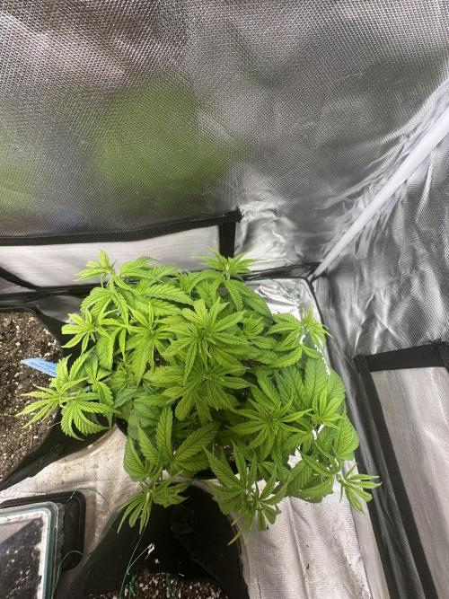 Hey Jealousy. Week 8