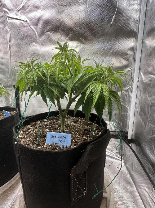 Hey Jealousy. Week 8