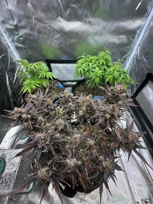 Blimburn Tangie Automatic. Week 14