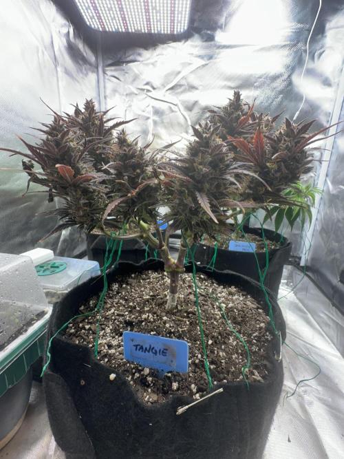 Blimburn Tangie Automatic. Week 14