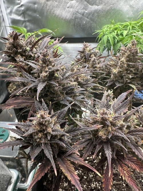 Blimburn Tangie Automatic. Week 14