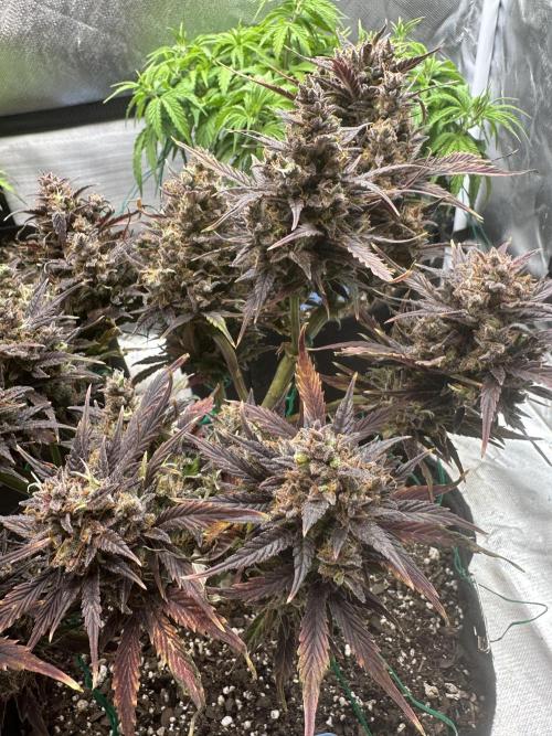 Blimburn Tangie Automatic. Week 14