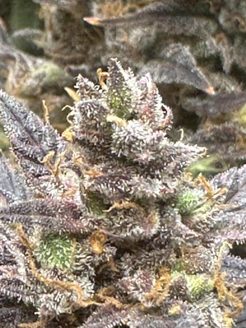 Blimburn Tangie Automatic. Week 14