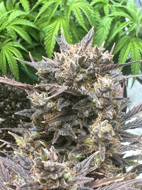 Blimburn Tangie Automatic. Week 14