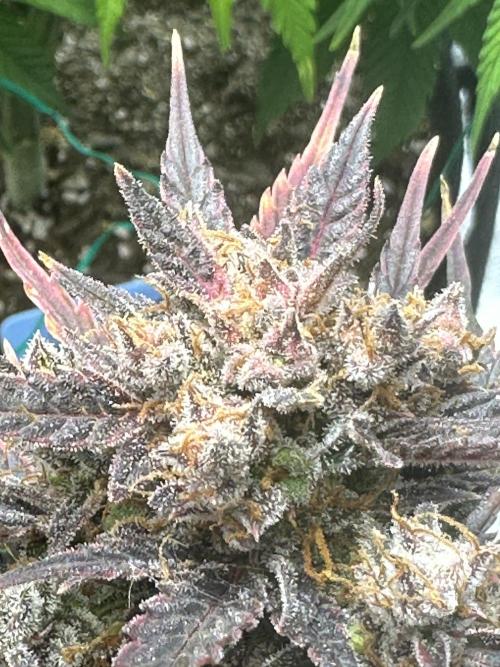 Tangie auto. Week 14