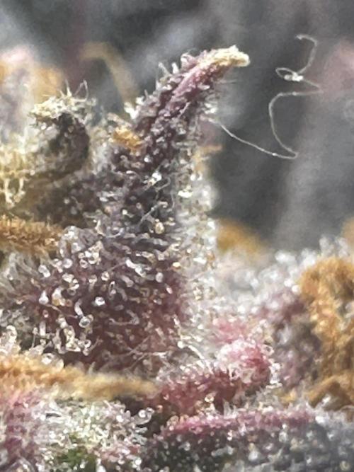 Blimburn Tangie Automatic. Week 15