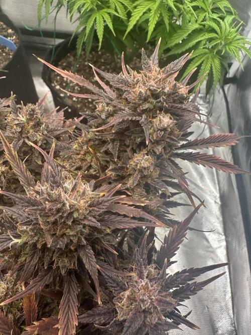 Blimburn Tangie Automatic. Week 15